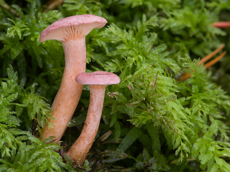 Lactarius lilacinus